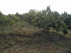 #966 - Terreno para Venda em Louveira - SP - 3