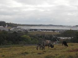 #27 - Fazenda para Venda em Louveira - SP - 1