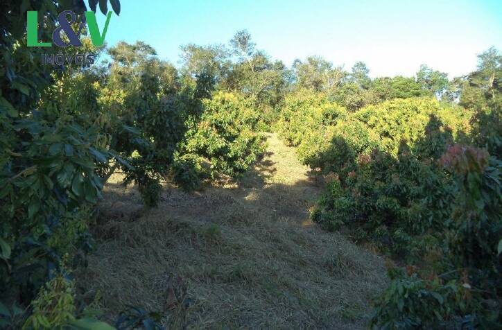 Terreno, 2 hectares - Foto 6